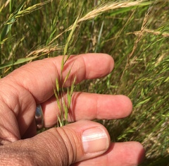 Bromus carinatus