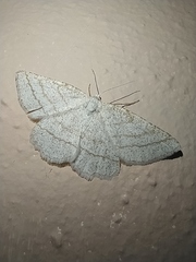 Perconia strigillaria