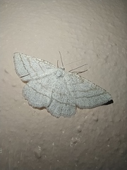 Perconia strigillaria