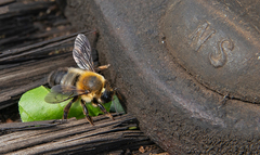 Megachile nigriventris