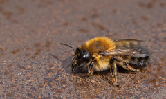 Megachile nigriventris