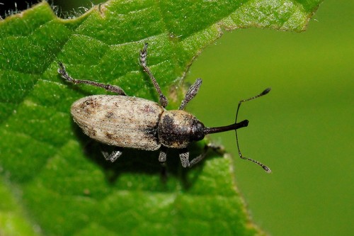 Thryogenes festucae