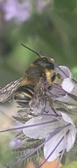 Megachile