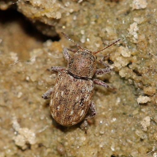 Pachnephorus tessellatus · iNaturalist