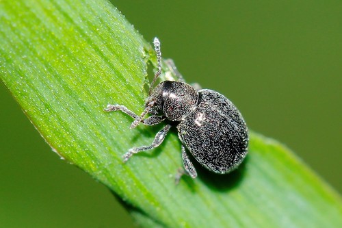 Omias puberulus