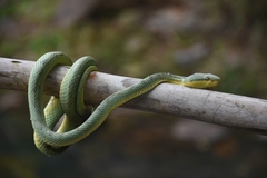 Craspedocephalus gramineus