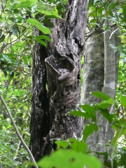 Lepilemur ankaranensis