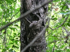 Lepilemur ankaranensis