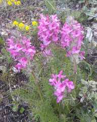 Pedicularis rubens