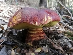 Butyriboletus loyo