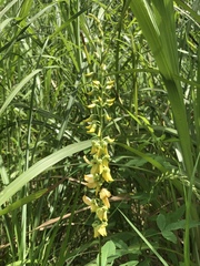 Crotalaria trichotoma