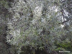 Olea europaea