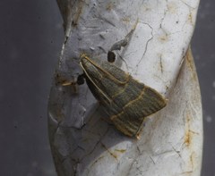 Parachma ochracealis