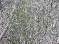 Spartium junceum