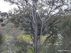 Ailanthus altissima