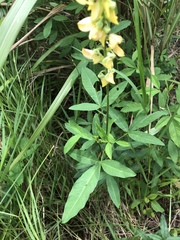 Crotalaria trichotoma