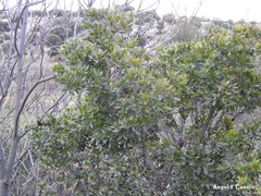Arbutus unedo