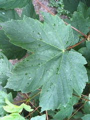 Acer pseudoplatanus