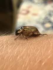 Callistethus marginatus