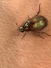 Callistethus marginatus