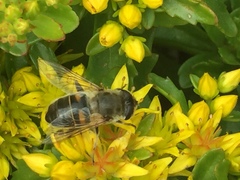 Eristalis tenax