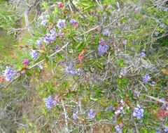Ceanothus foliosus foliosus