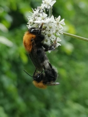 Bombus hypnorum