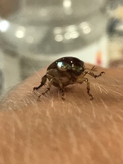 Callistethus marginatus