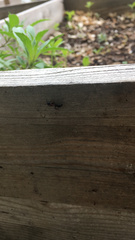 Camponotus novaeboracensis