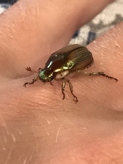 Callistethus marginatus