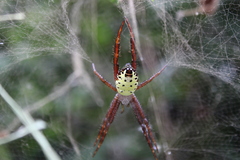 Cyrtophora cylindroides