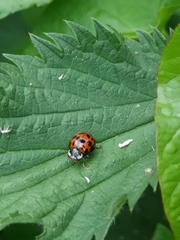 Harmonia axyridis
