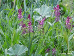 Fumaria officinalis
