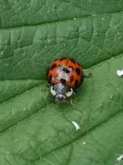 Harmonia axyridis