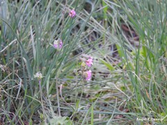 Silene colorata