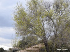 Ulmus pumila