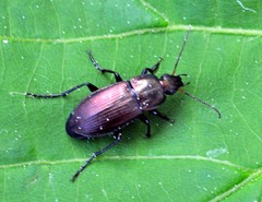 Poecilus cupreus