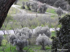 Olea europaea