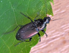 Poecilus cupreus
