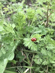 Coccinella septempunctata