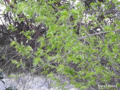 Prunus amygdalus