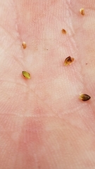 Rhynchospora globularis