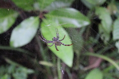 Cyrtophora cylindroides