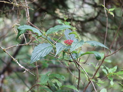 Viburnum urceolatum