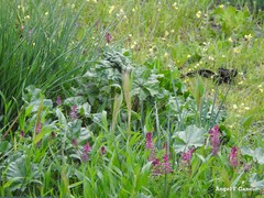 Malva sylvestris