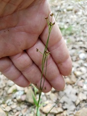 Rhynchospora globularis
