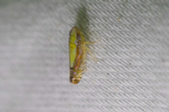 Scaphytopius elegans