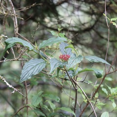 Viburnum urceolatum