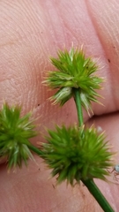 Juncus brachycarpus