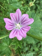 Malva sylvestris